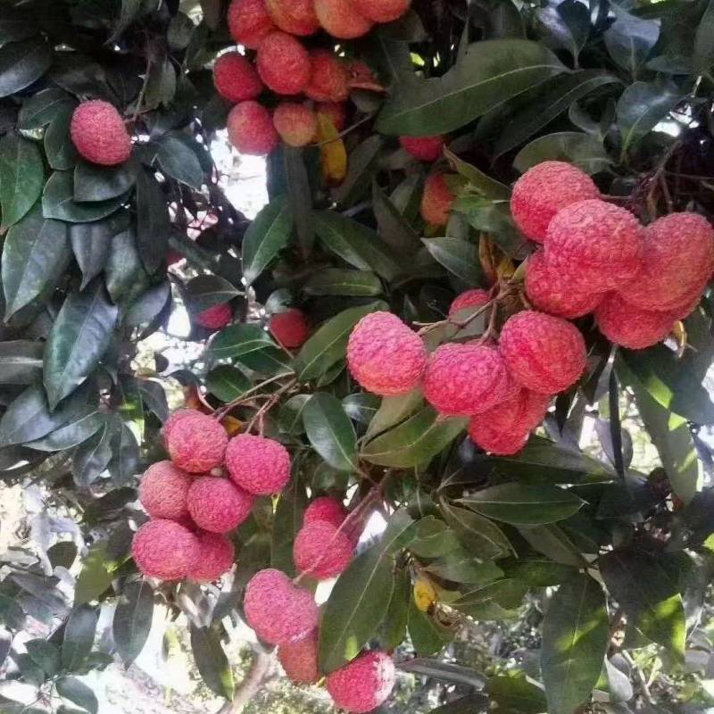 荔枝广西精品鸡嘴荔枝大量上市现摘现发量大从优