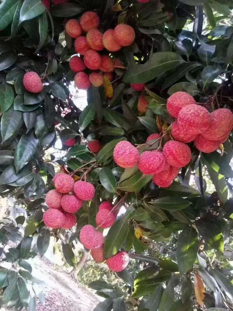 荔枝广西精品鸡嘴荔枝大量上市现摘现发量大从优