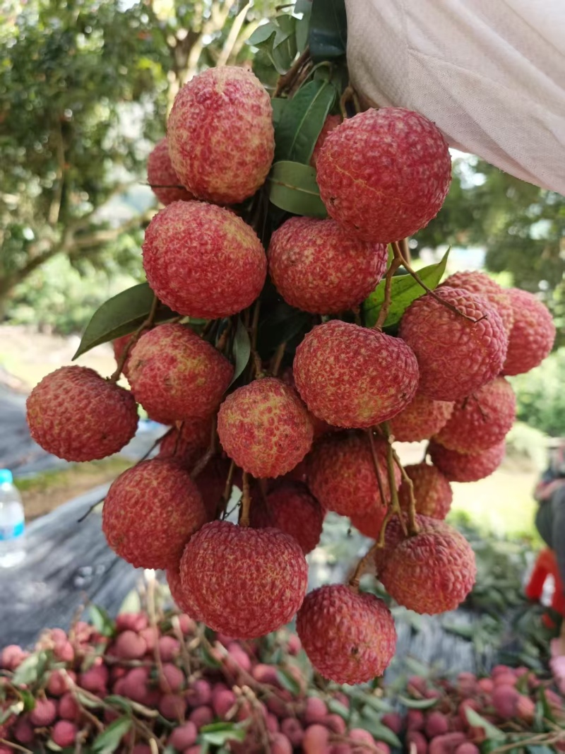 荔枝广西精品鸡嘴荔枝大量上市现摘现发量大从优