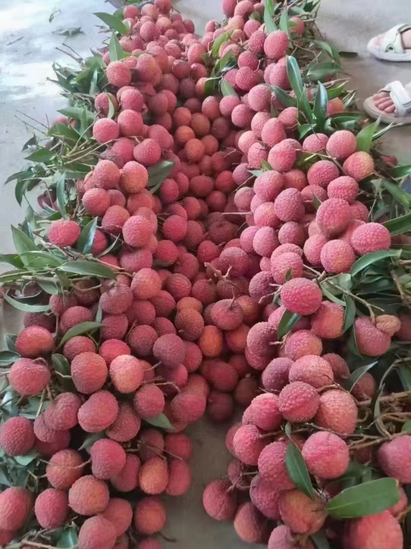 荔枝广西精品鸡嘴荔枝大量上市现摘现发量大从优