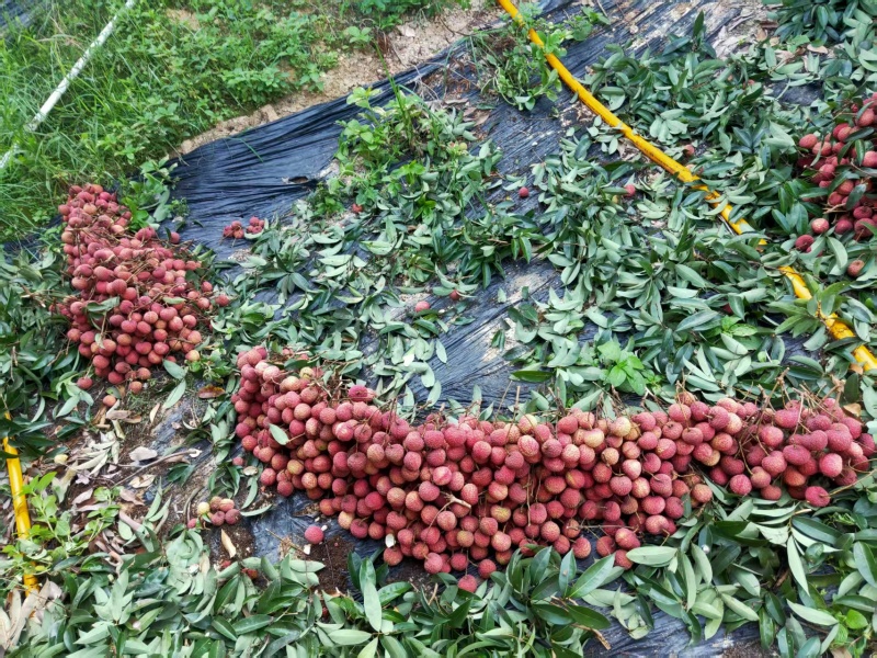 荔枝广西精品鸡嘴荔枝大量上市现摘现发量大从优