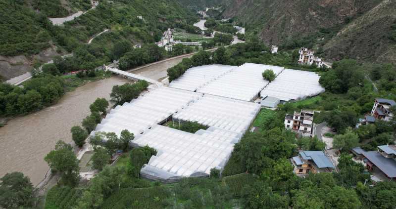 白心灵芝，干货，川西高原大面积种植基地