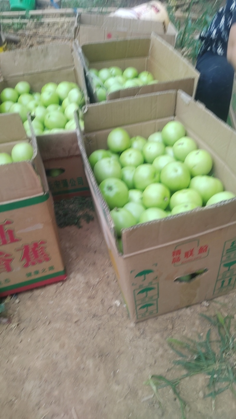 绿柿子