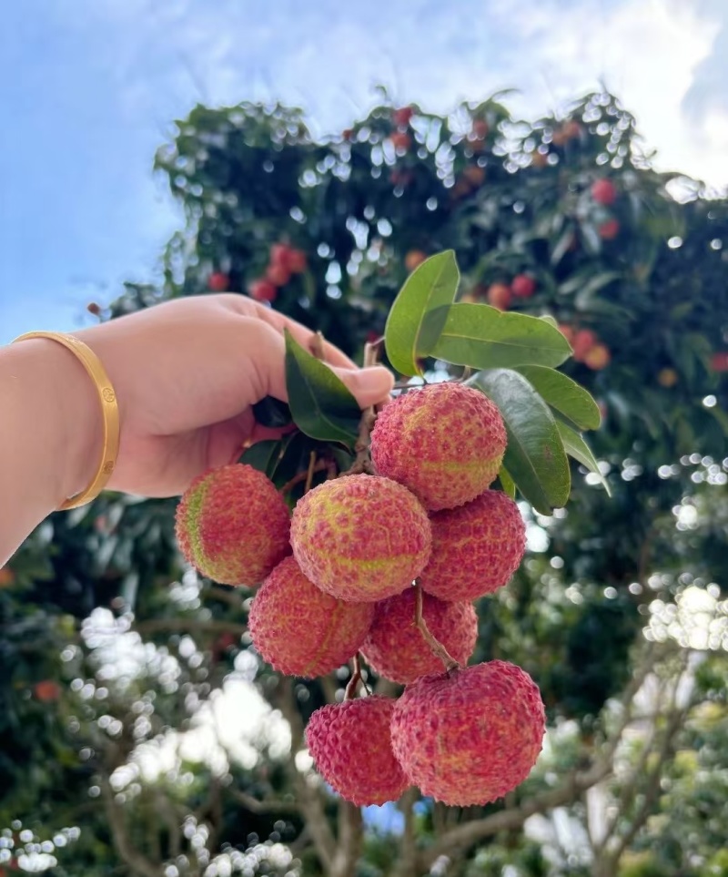 荔枝广西精品鸡嘴荔枝大量上市现摘现发量大从优