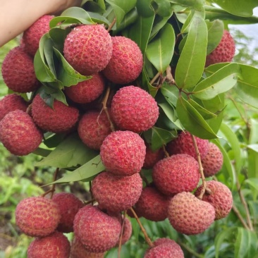 荔枝广西精品鸡嘴荔枝大量上市现摘现发量大从优