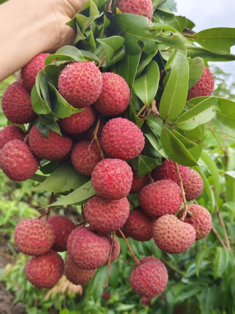 荔枝广西精品鸡嘴荔枝大量上市现摘现发量大从优