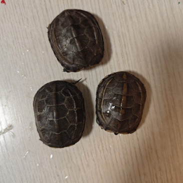 乌龟