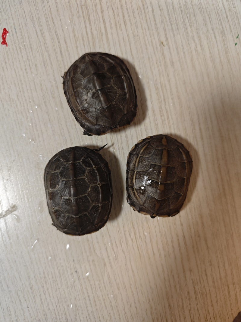 乌龟