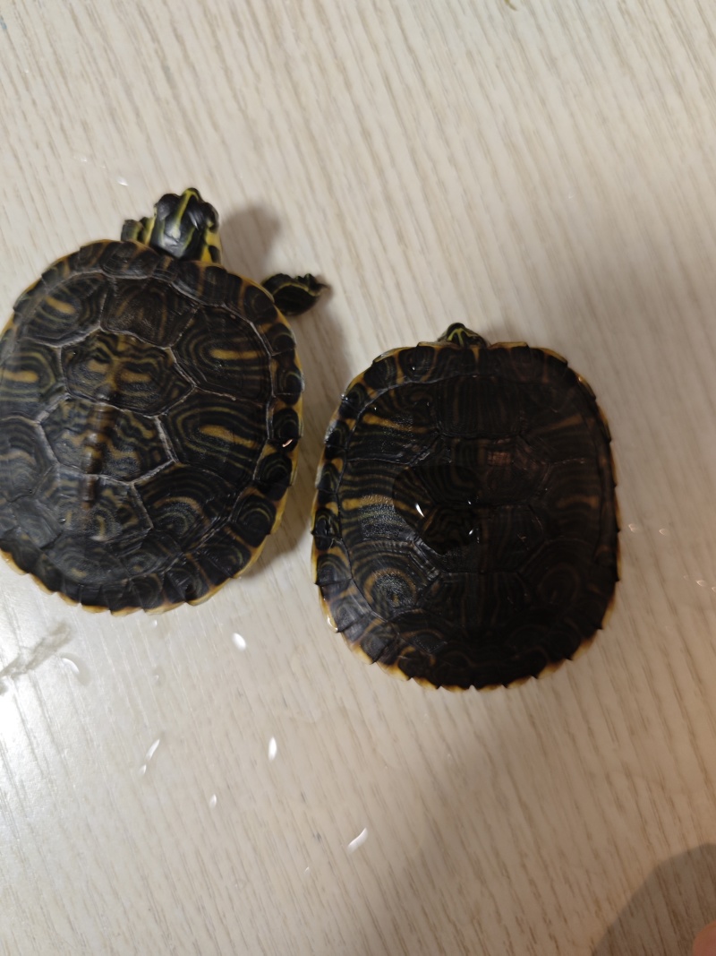 乌龟