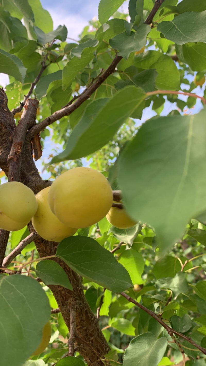 荷南香蜜杏