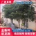 【实力推荐】庄稼防护网防鸟网接受定制各种规格厂家直发