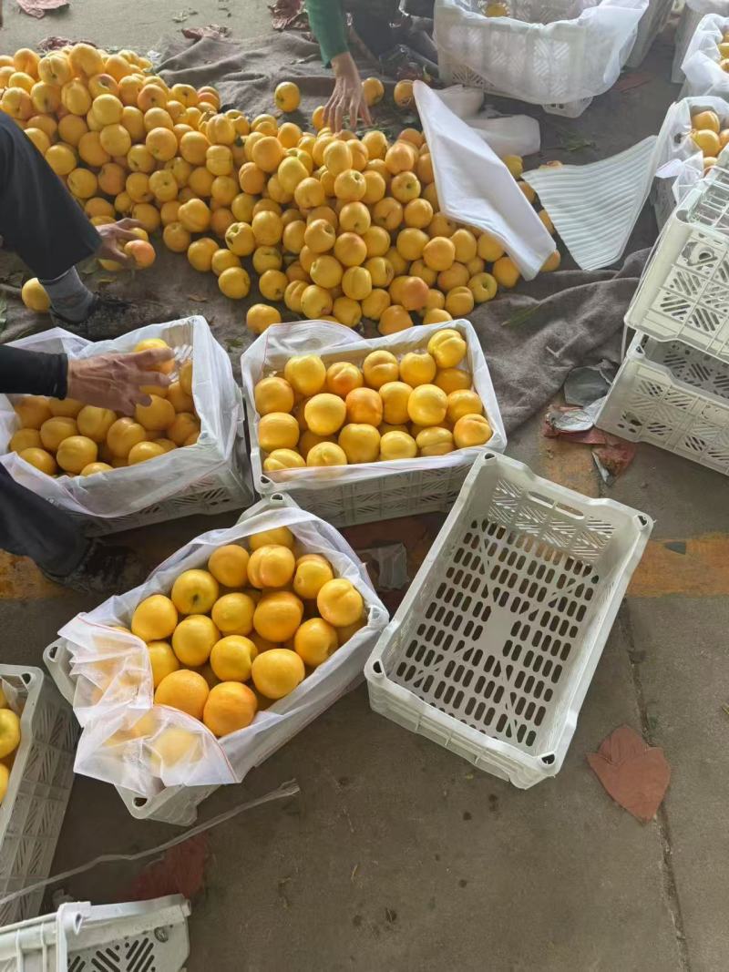 精品黄油桃山东黄油桃大量上市对接全国市场电商各种桃