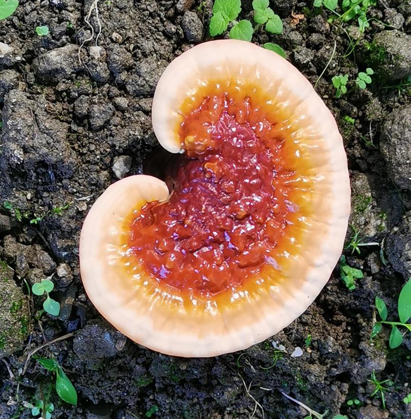 白心灵芝，干货，川西高原大面积种植基地