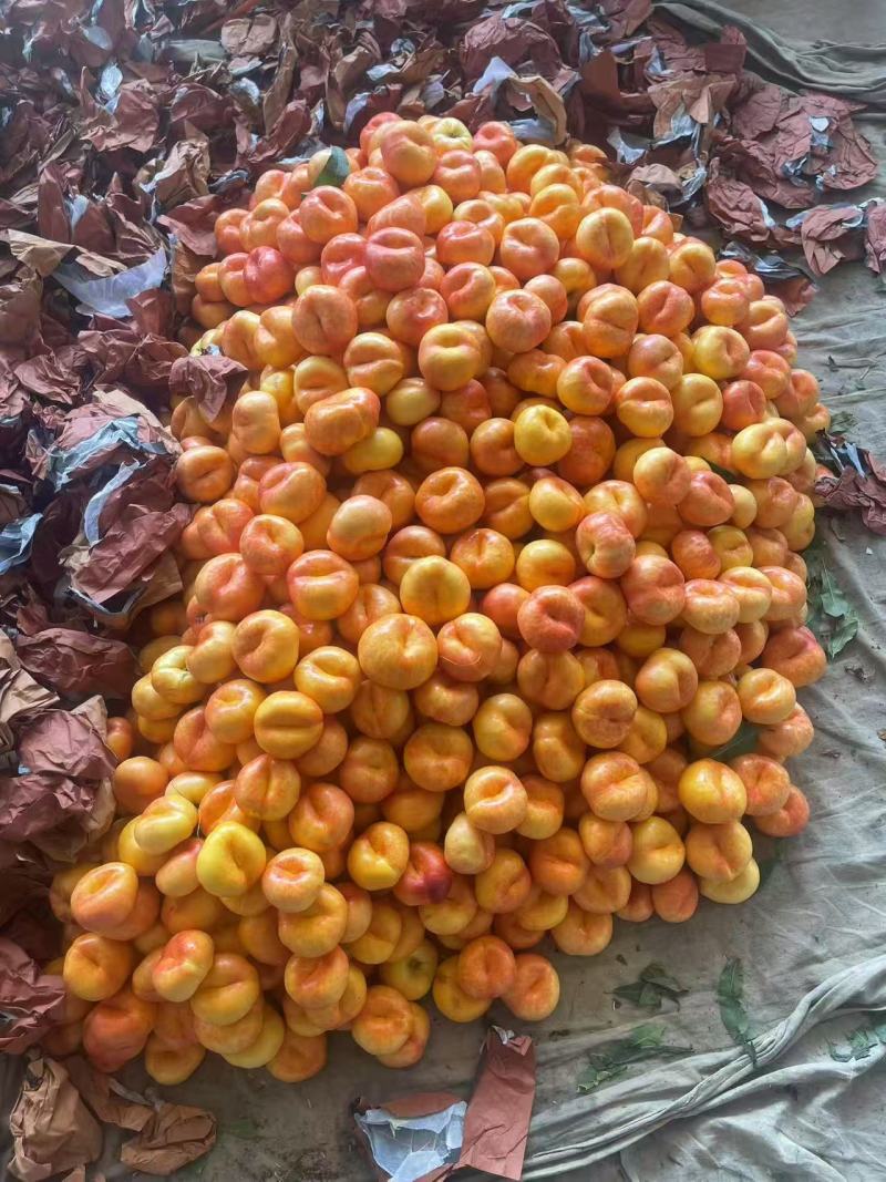 山东蒙阴油蟠桃一手货源可视频看货毛蟠桃油蟠桃水蜜桃