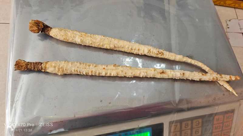 北沙参个子大条选货