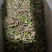 无花果烘干条无花果干