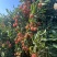 桂味荔枝广东荔枝茂名荔枝产地直发品质保障对接全国