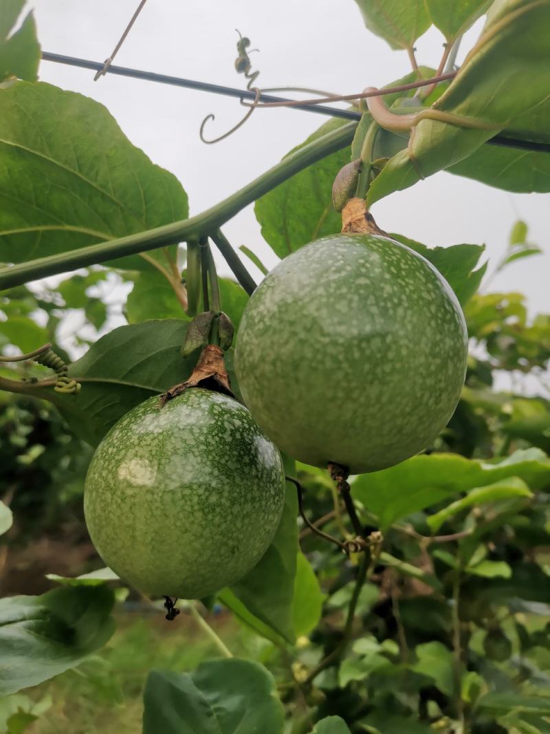 百香果钦蜜9号大量上市产地直发一手货源规格齐全价格美丽
