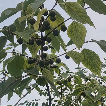 构树果