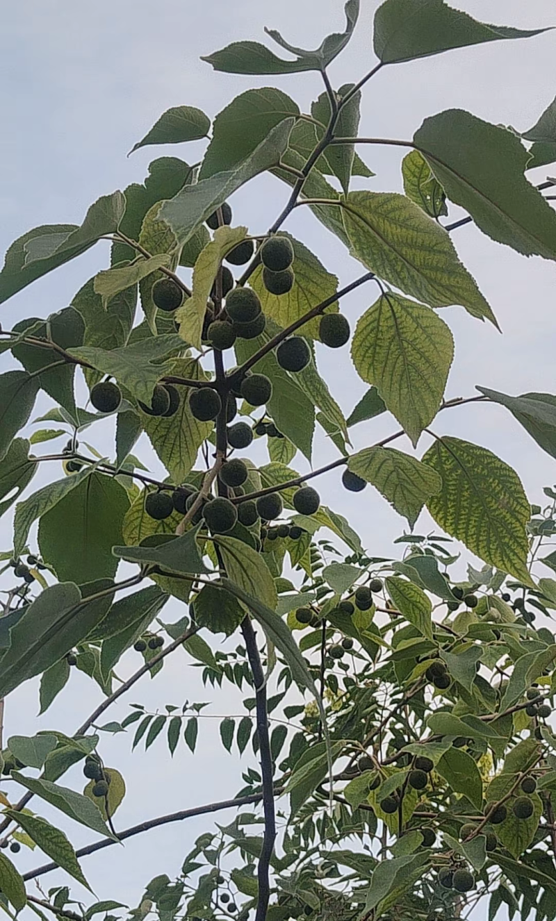 构树果