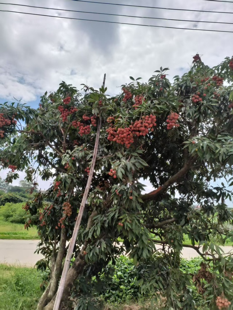 福建玉荷包荔枝产地一手货源稳定供货可发全国