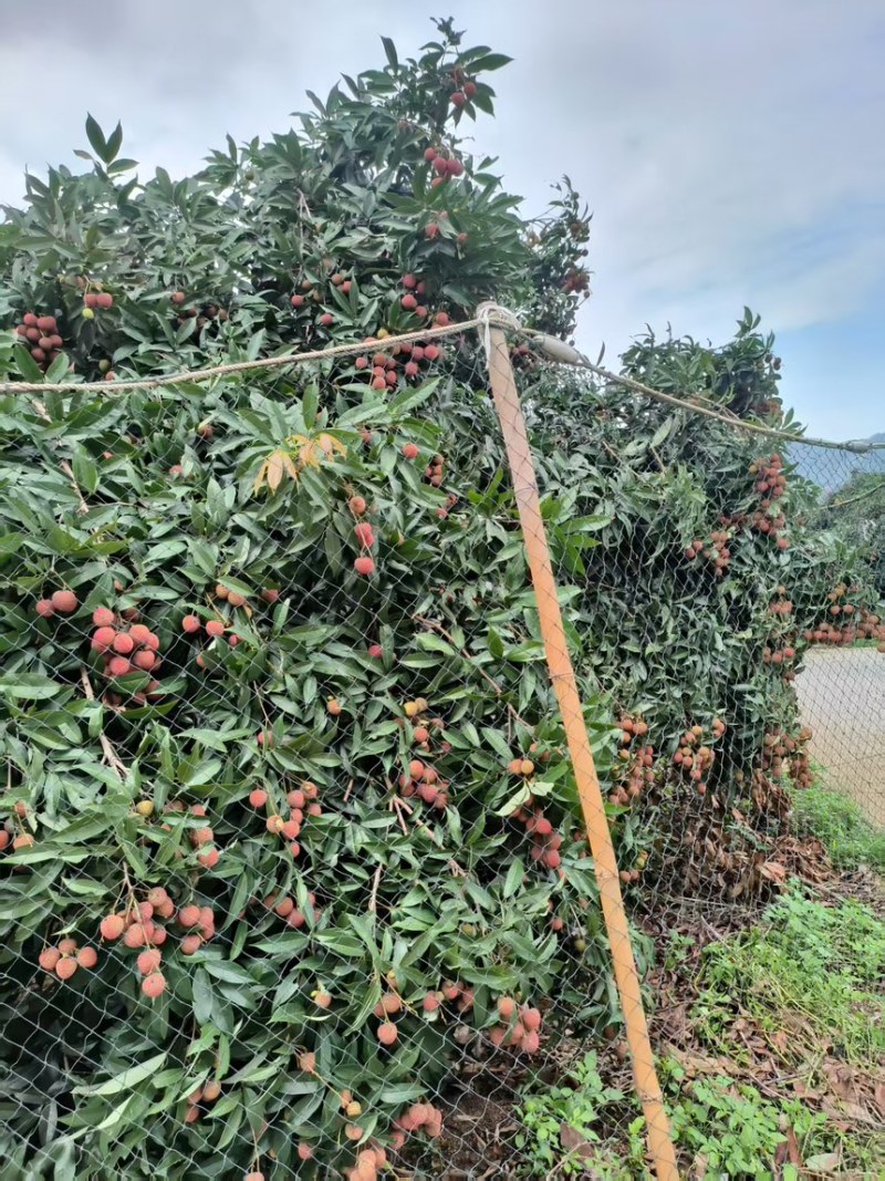 福建玉荷包荔枝产地一手货源稳定供货可发全国