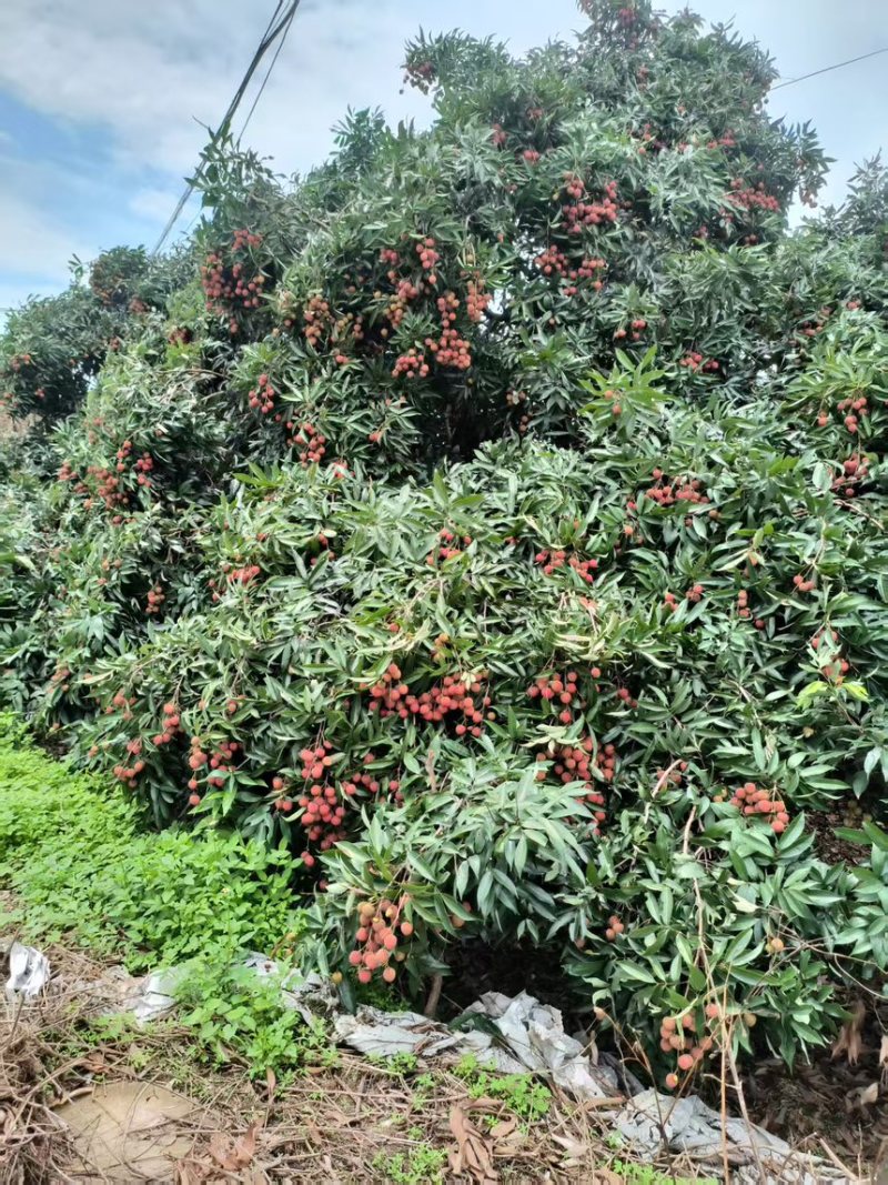 福建玉荷包荔枝产地一手货源稳定供货可发全国