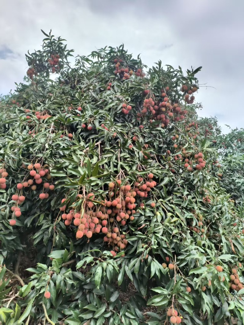 福建玉荷包荔枝产地一手货源稳定供货可发全国