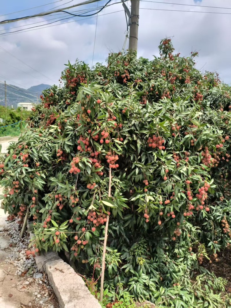 福建玉荷包荔枝产地一手货源稳定供货可发全国