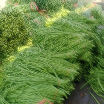 精品长豆角