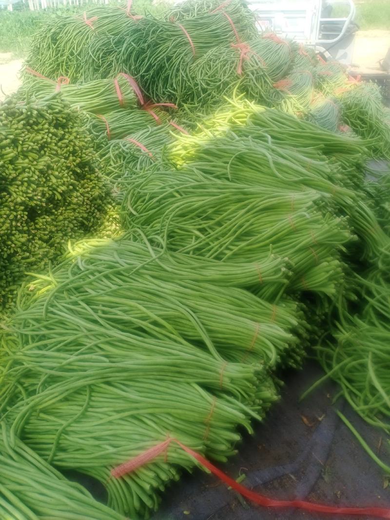 精品长豆角