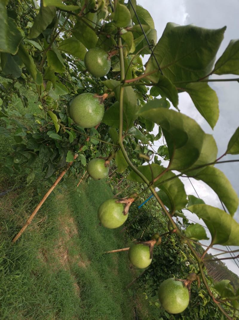 百香果钦蜜9号大量上市产地直发一手货源规格齐全价格美丽