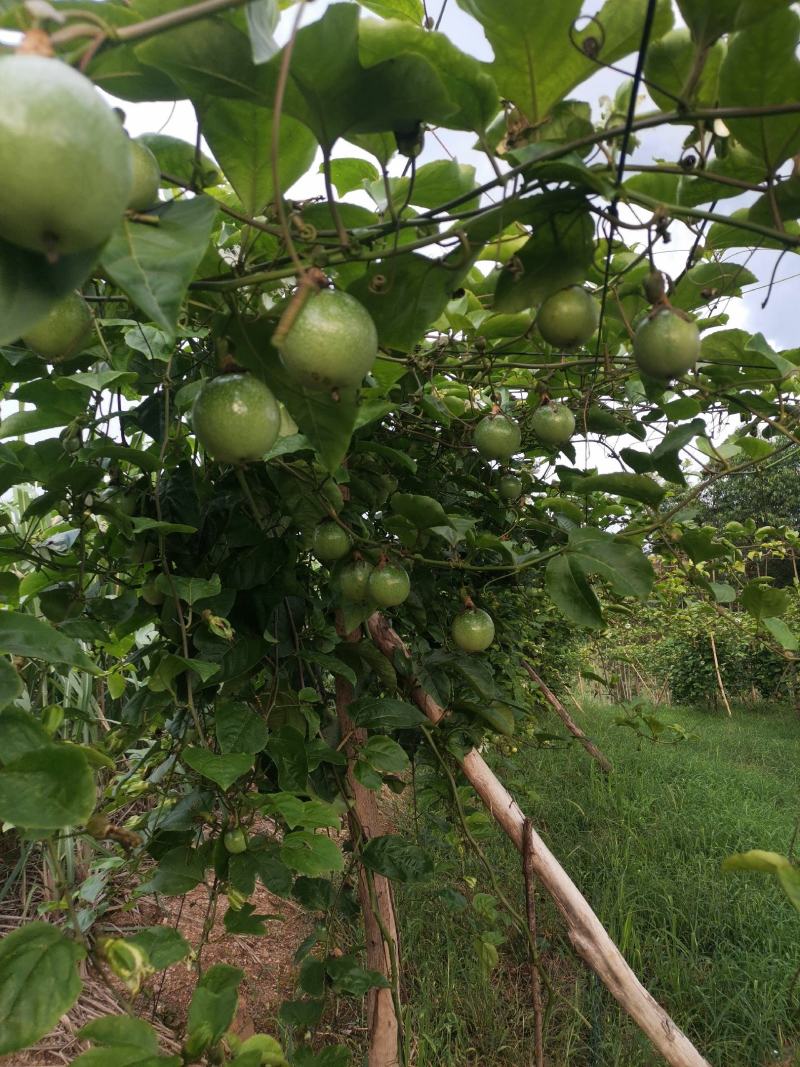 百香果钦蜜9号大量上市产地直发一手货源规格齐全价格美丽