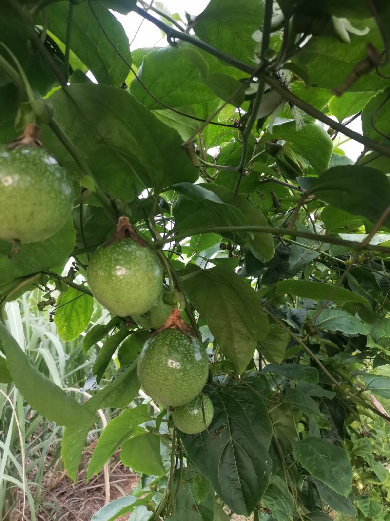 百香果钦蜜9号大量上市产地直发一手货源规格齐全价格美丽