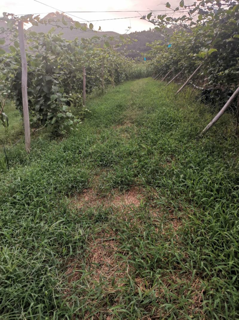 百香果钦蜜9号大量上市产地直发一手货源规格齐全价格美丽