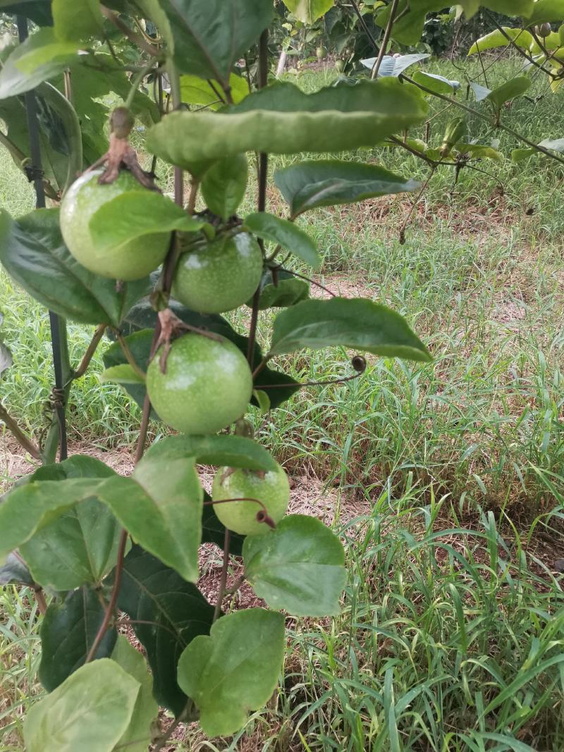 百香果钦蜜9号大量上市产地直发一手货源规格齐全价格美丽