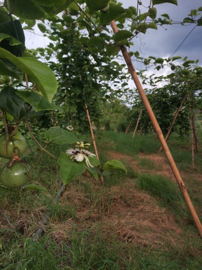 百香果钦蜜9号大量上市产地直发一手货源规格齐全价格美丽
