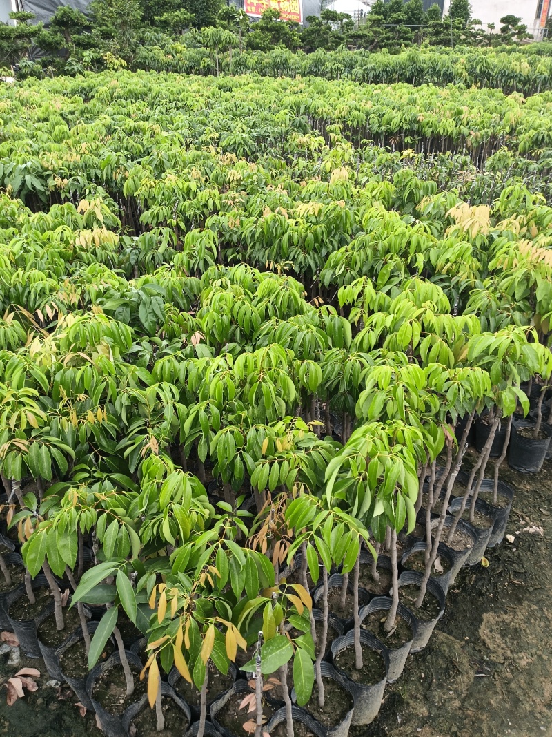 桂味荔枝苗
