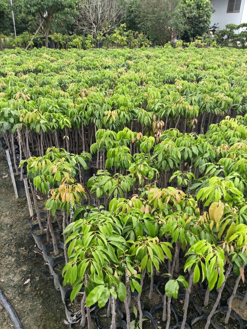 桂味荔枝苗