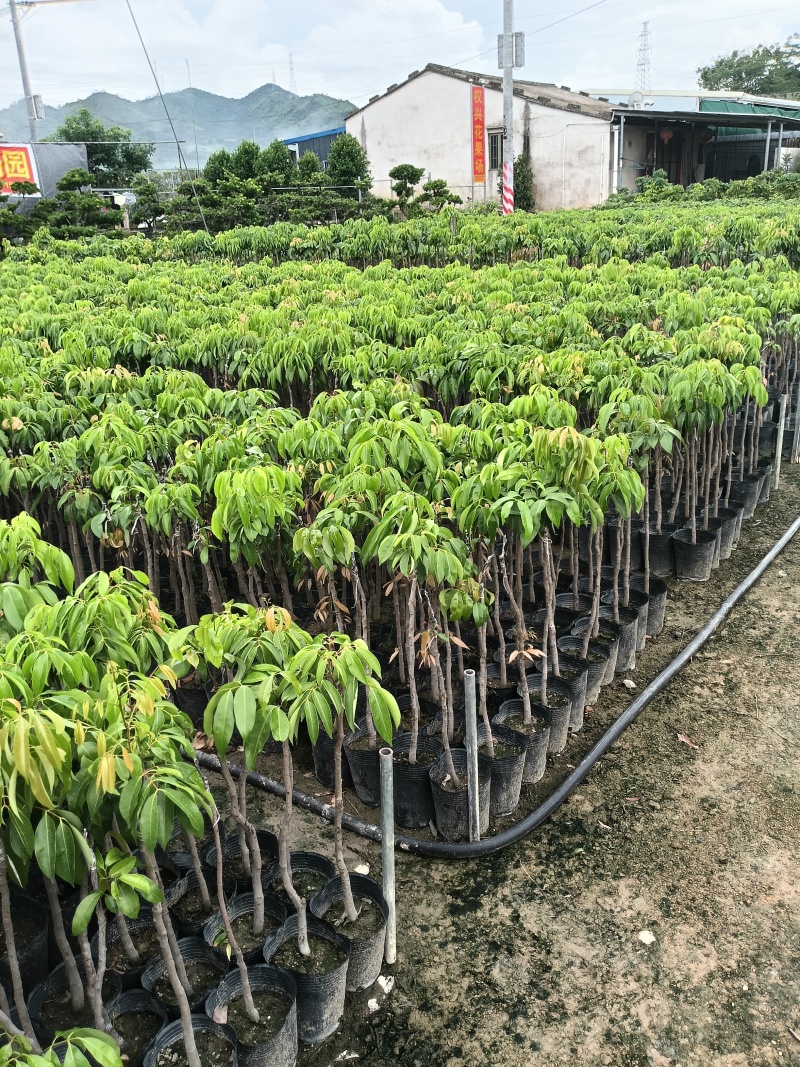 桂味荔枝苗