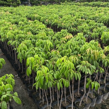 糯米糍荔枝苗