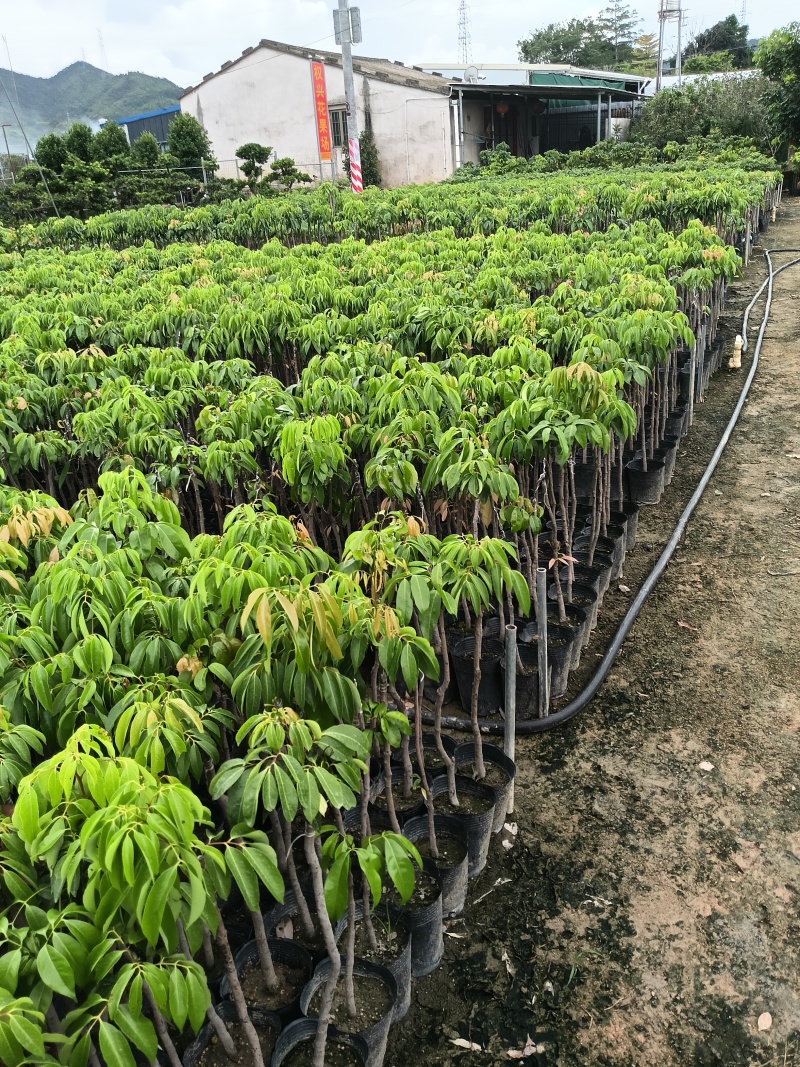 糯米糍荔枝苗