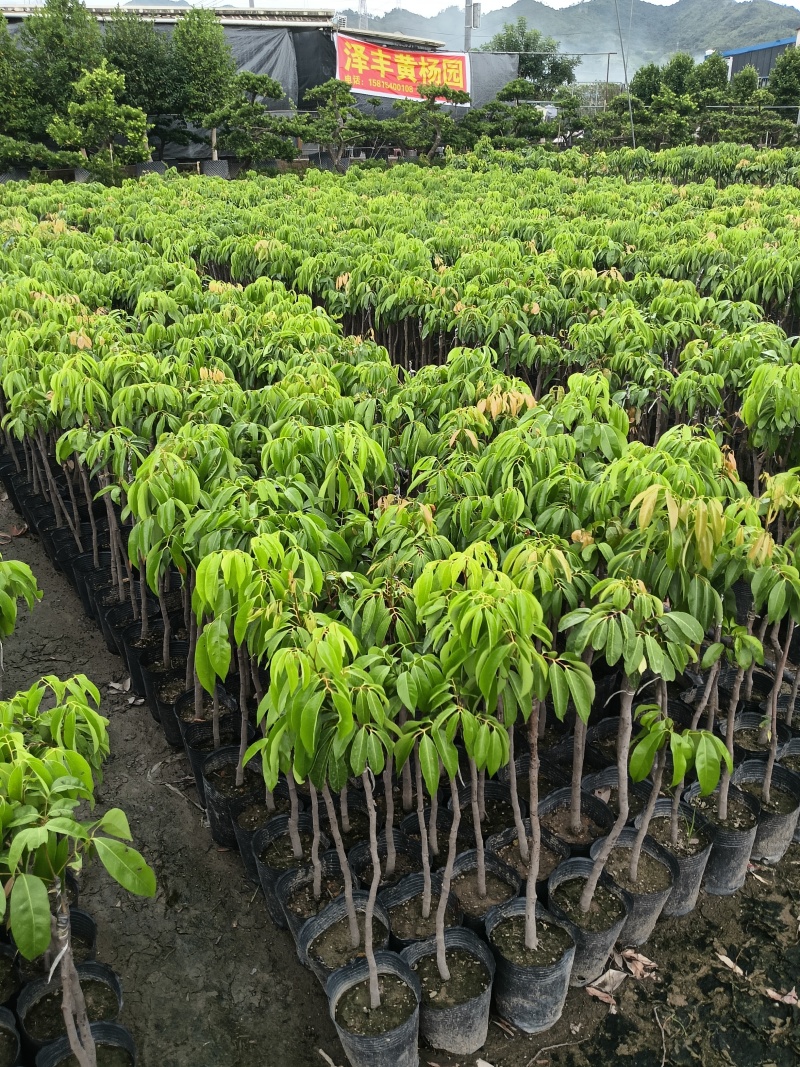 糯米糍荔枝苗