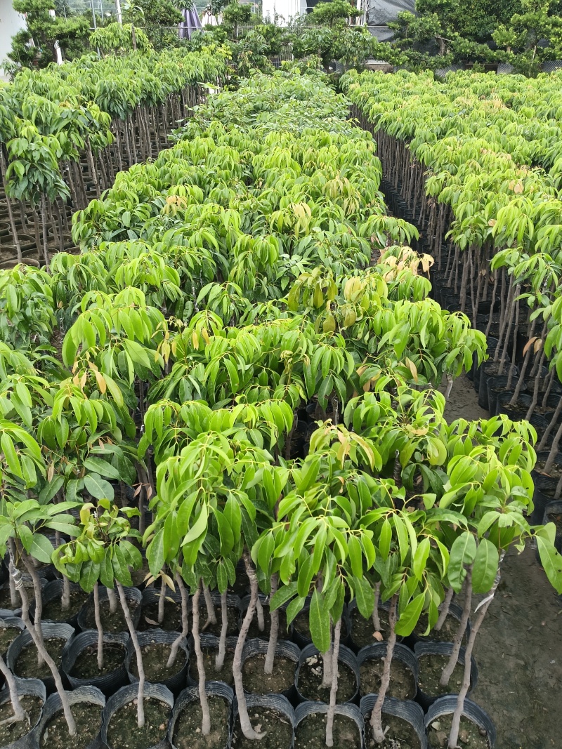糯米糍荔枝苗