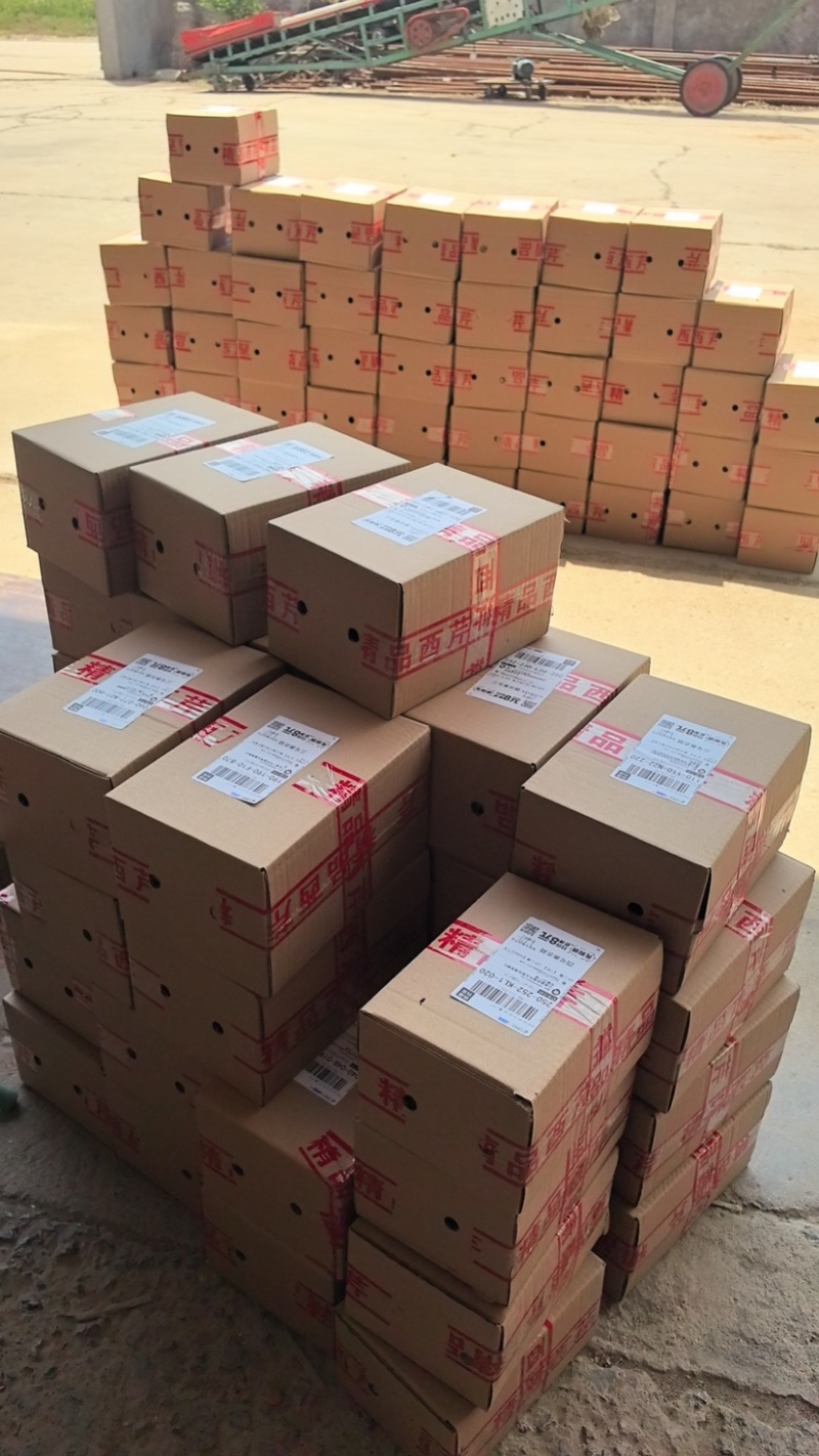 2025新干蒜，产地直发，个头大，份量足，颜色好，大量