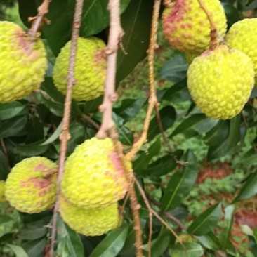 岭丰糯，仙进凤荔枝