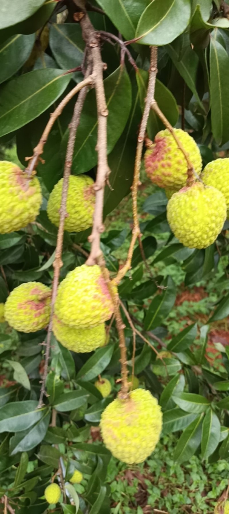 岭丰糯，仙进凤荔枝