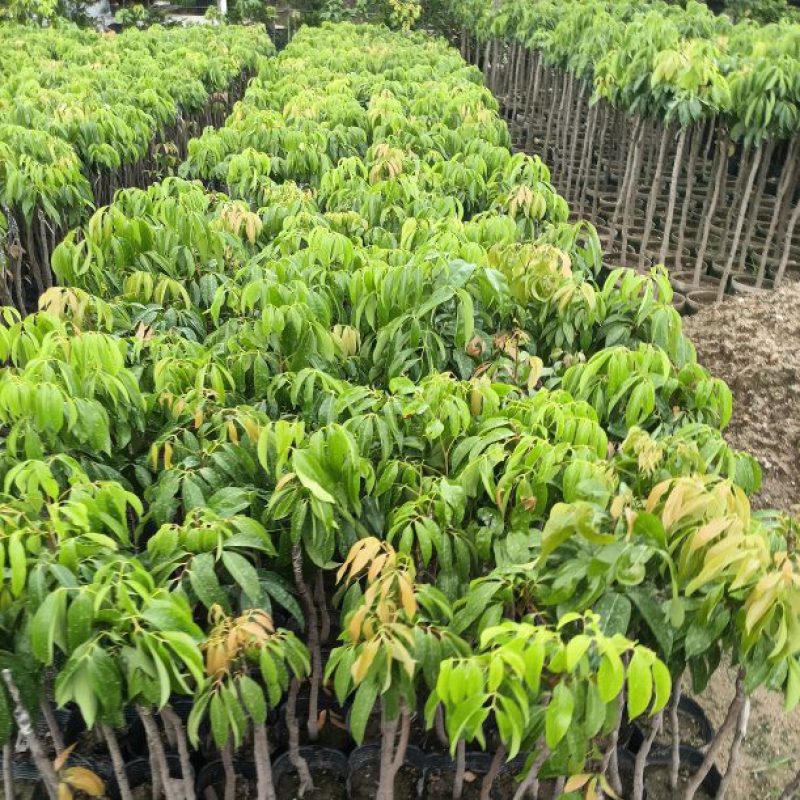 妃子笑荔枝苗广东育苗基地直供价格美丽欢迎电话联系