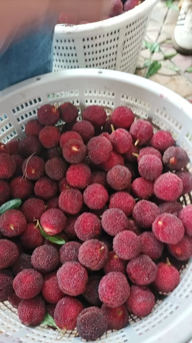 东魁杨梅(18g以下）