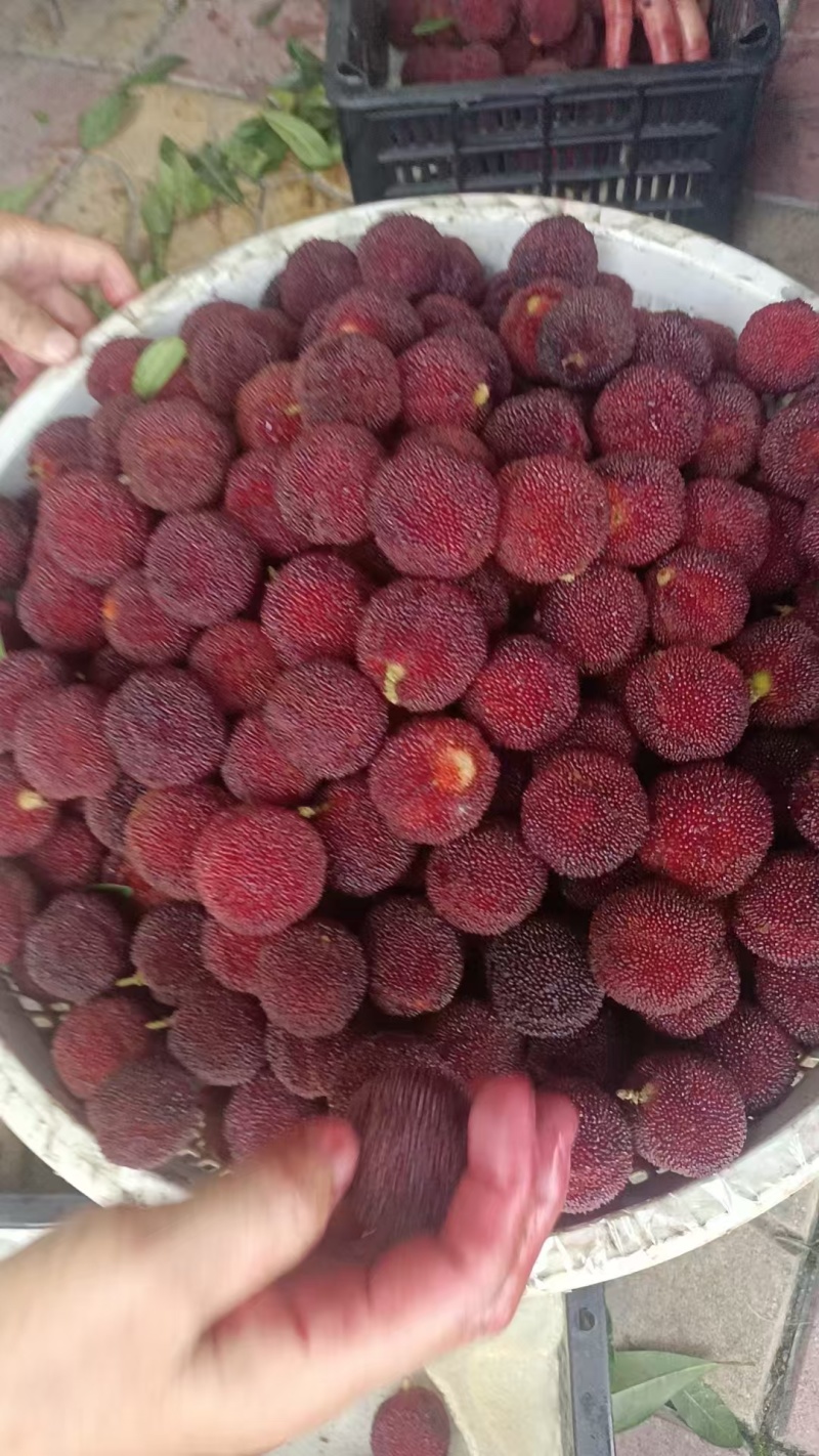 东魁杨梅(18g以下）